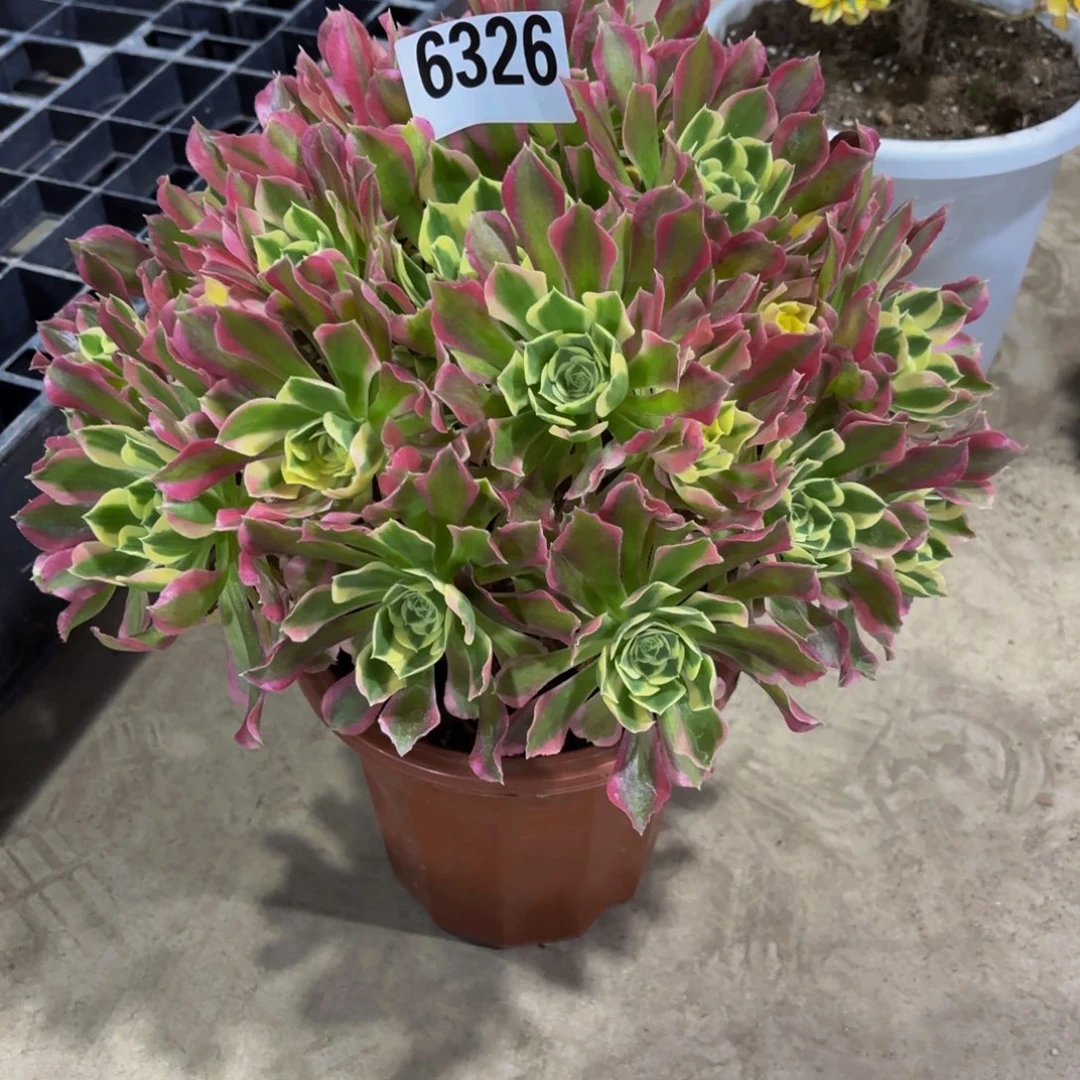 无花朵6326雨花石1111111