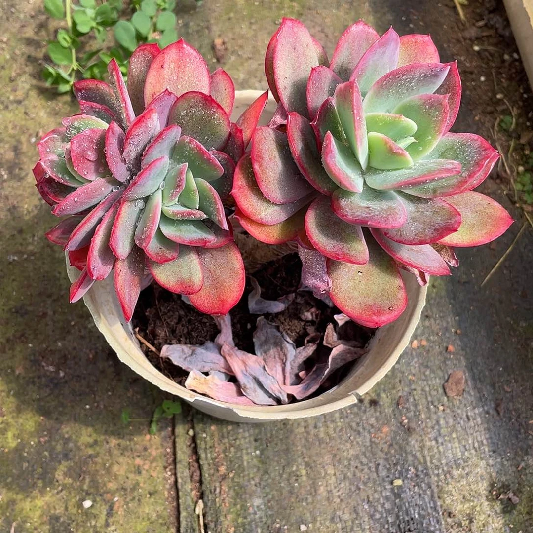 绮啰仙子多肉植物2161