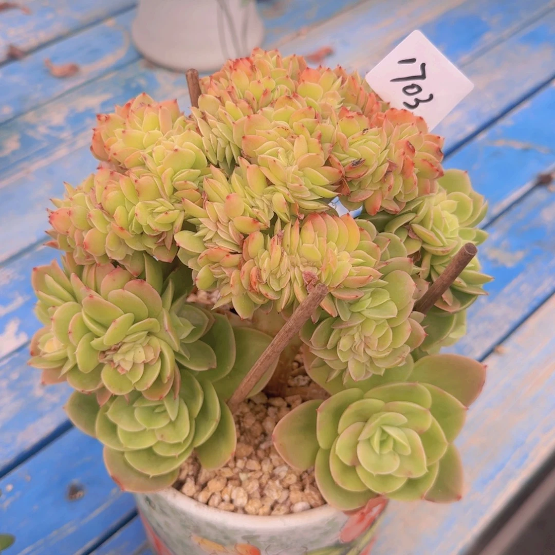 大***溪1703星娜塔凡艺多肉