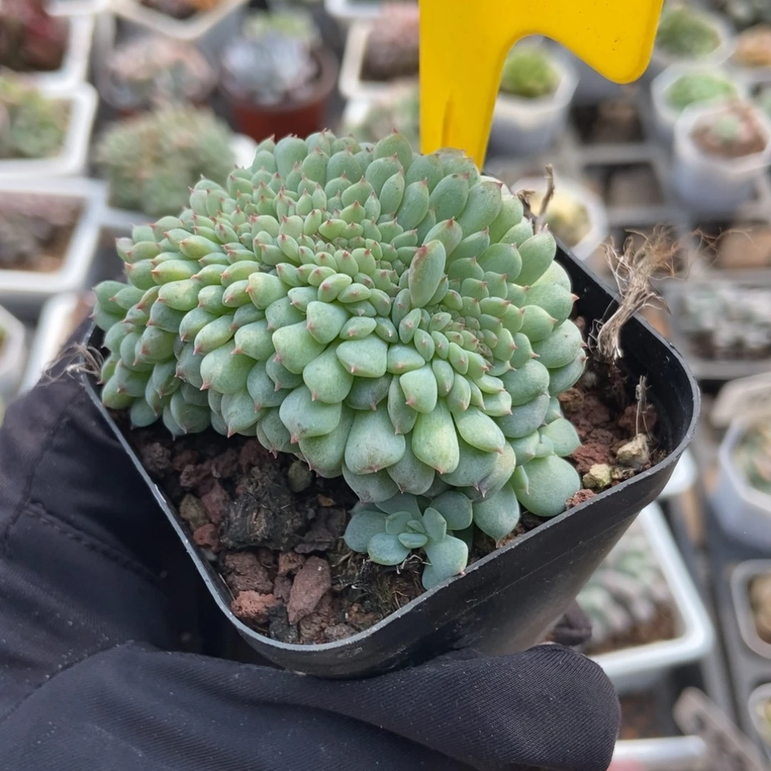 866白胖子缀多肉植物