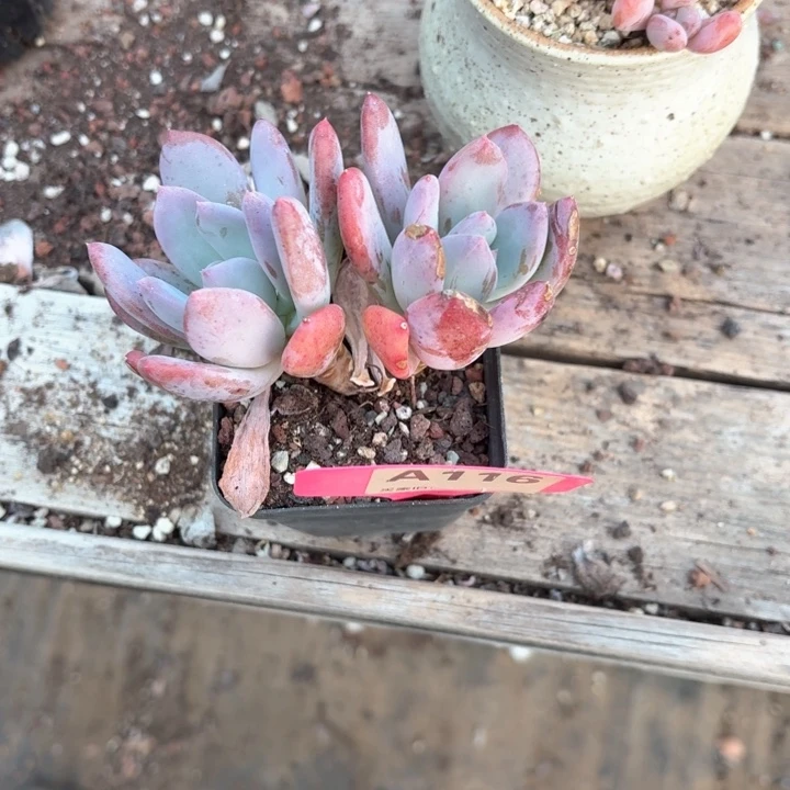 ?****x h c x c g h g f 116