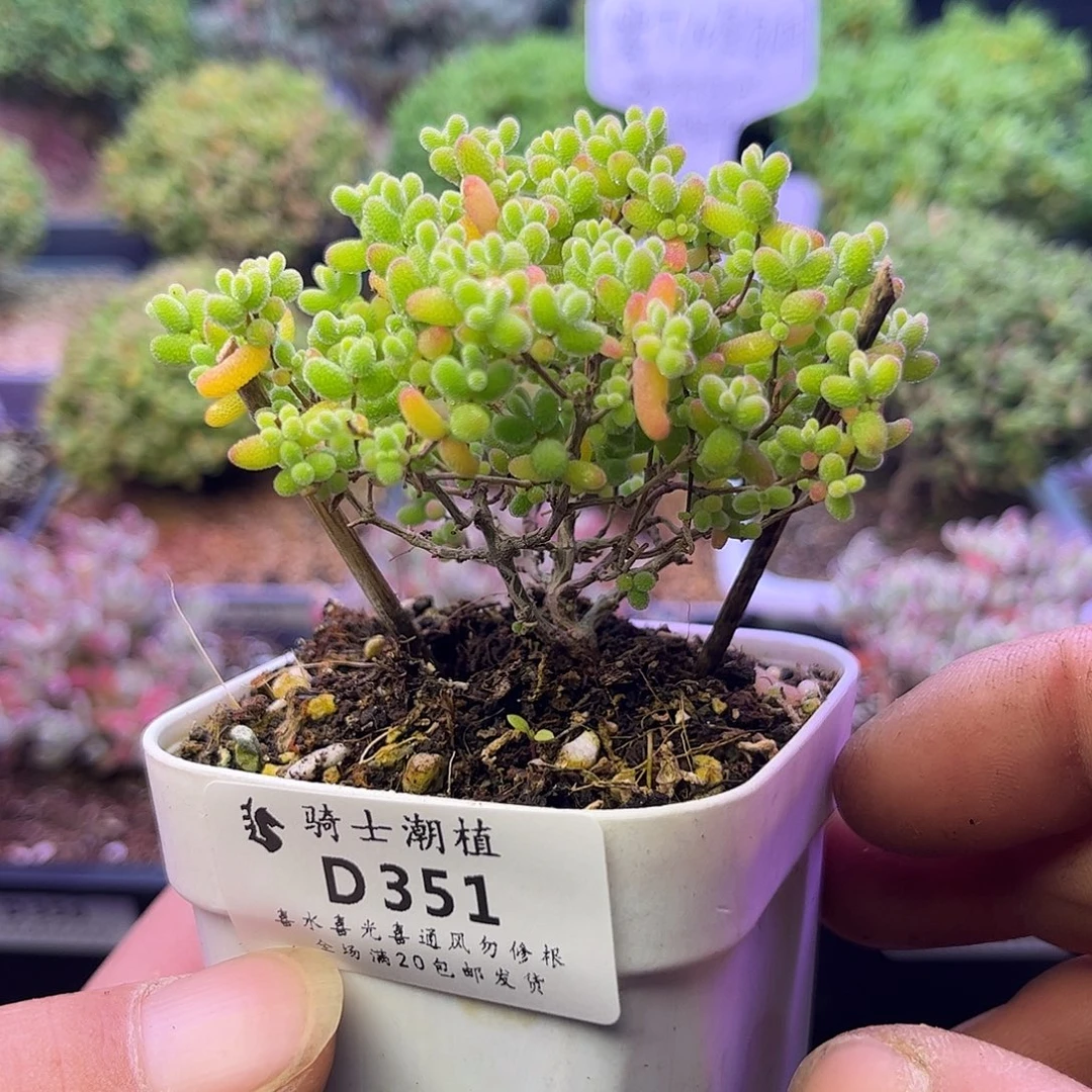 351蜜橘糖球枝干番杏