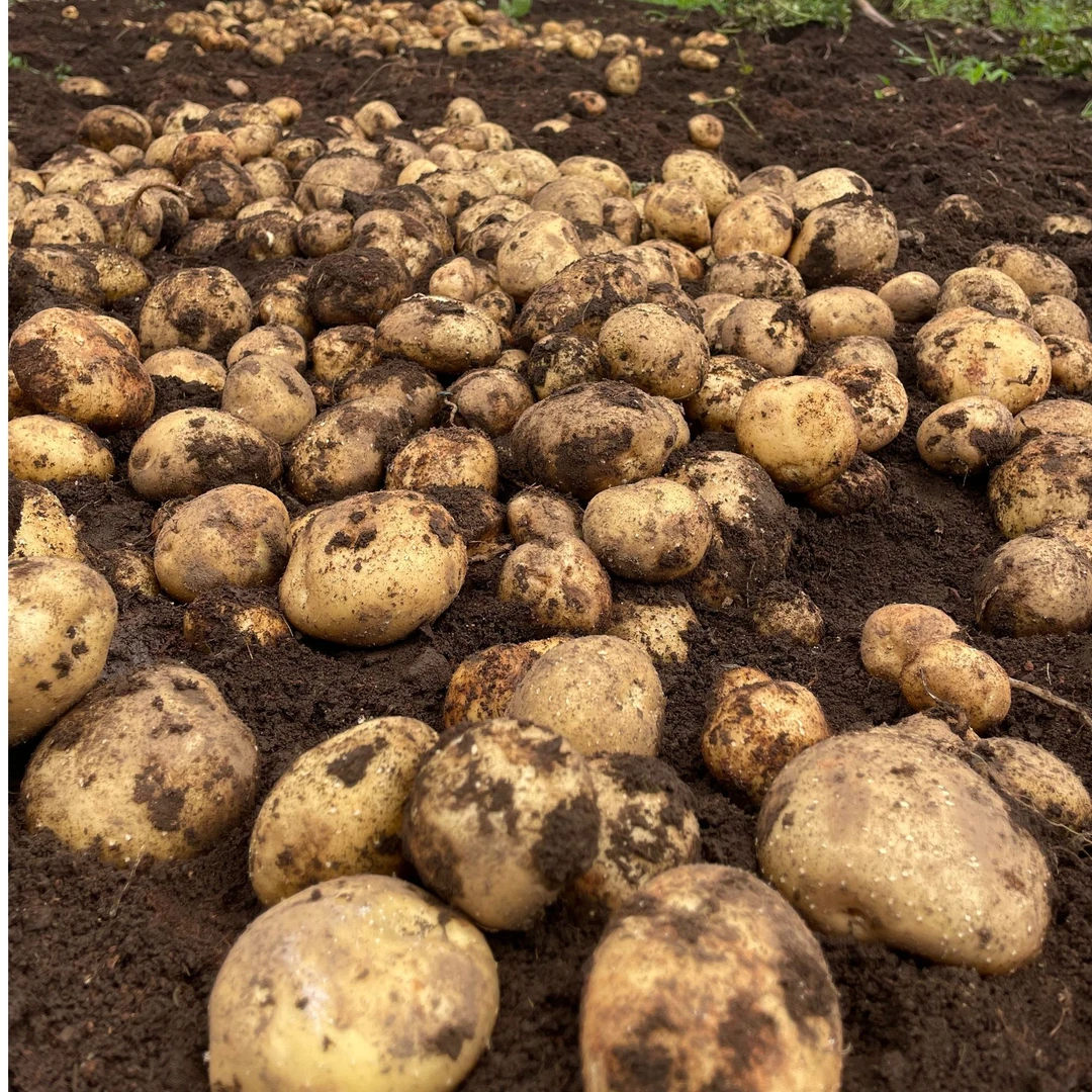 云南新土豆304炸片专用