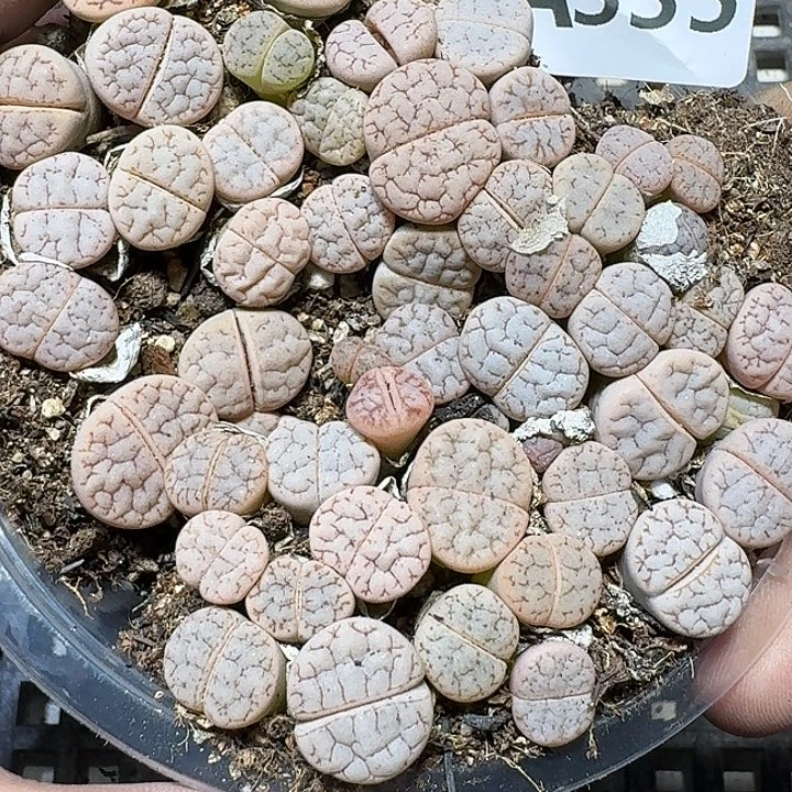 335 多肉植物多肉植物