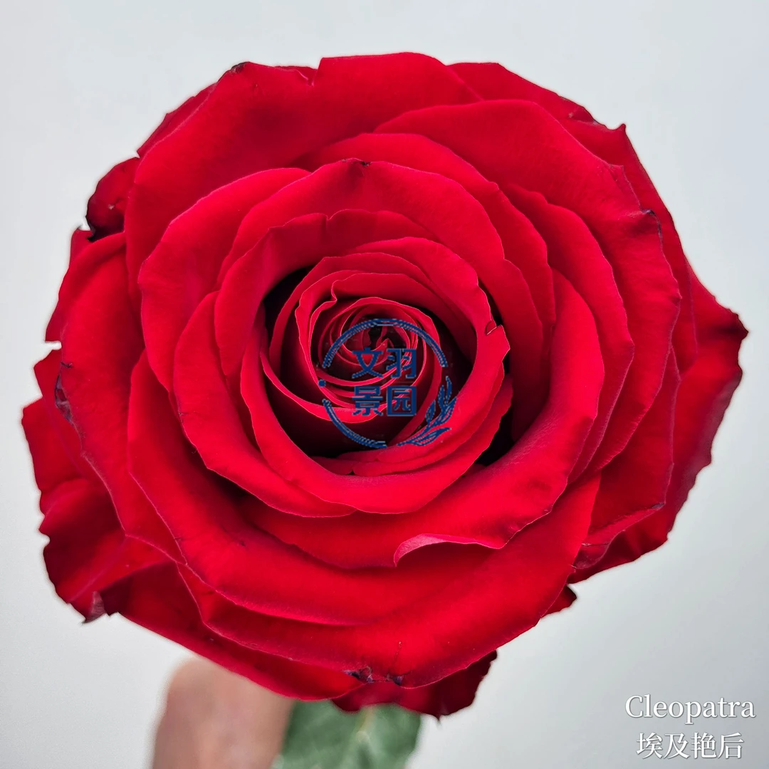 一物一拍月季花苗