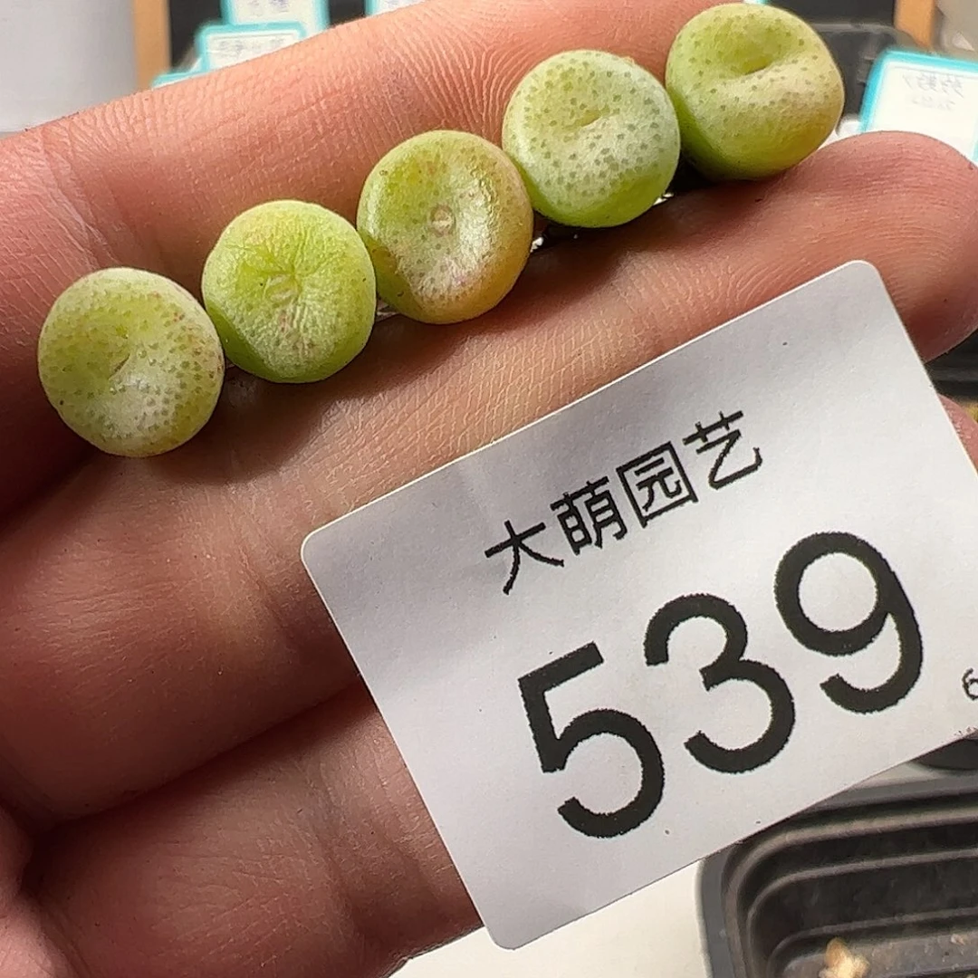 0000539量拍以下1颗