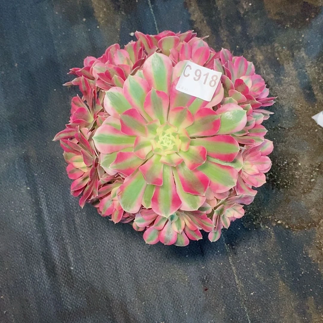 粉女巫918多111111