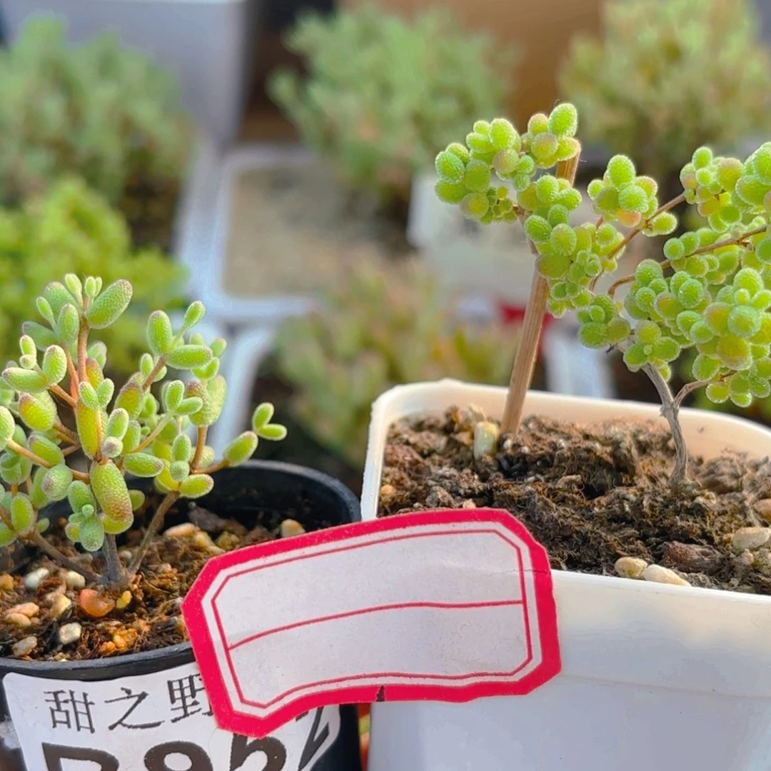 乐*悲952蜜橘和蜜叶。