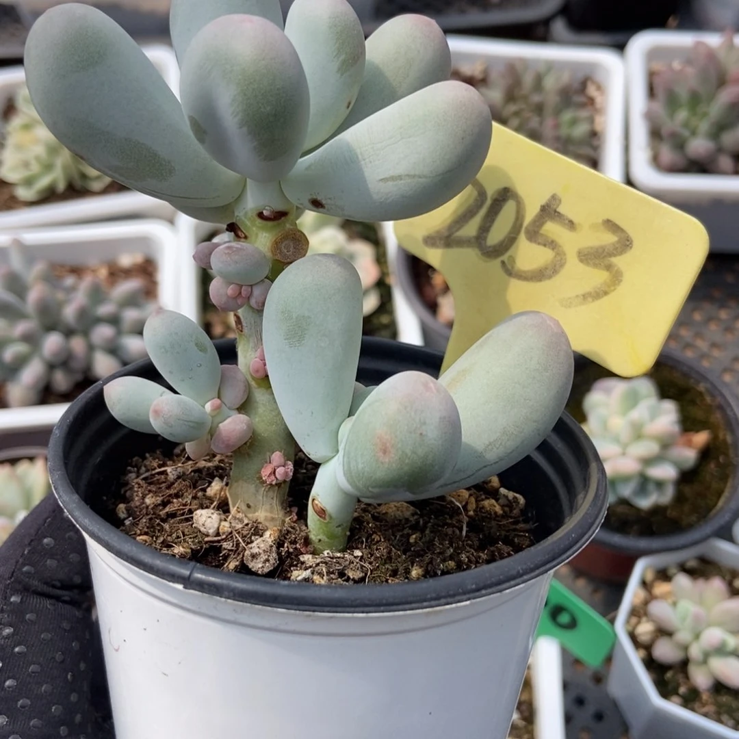 2053米可奶多肉植物保护