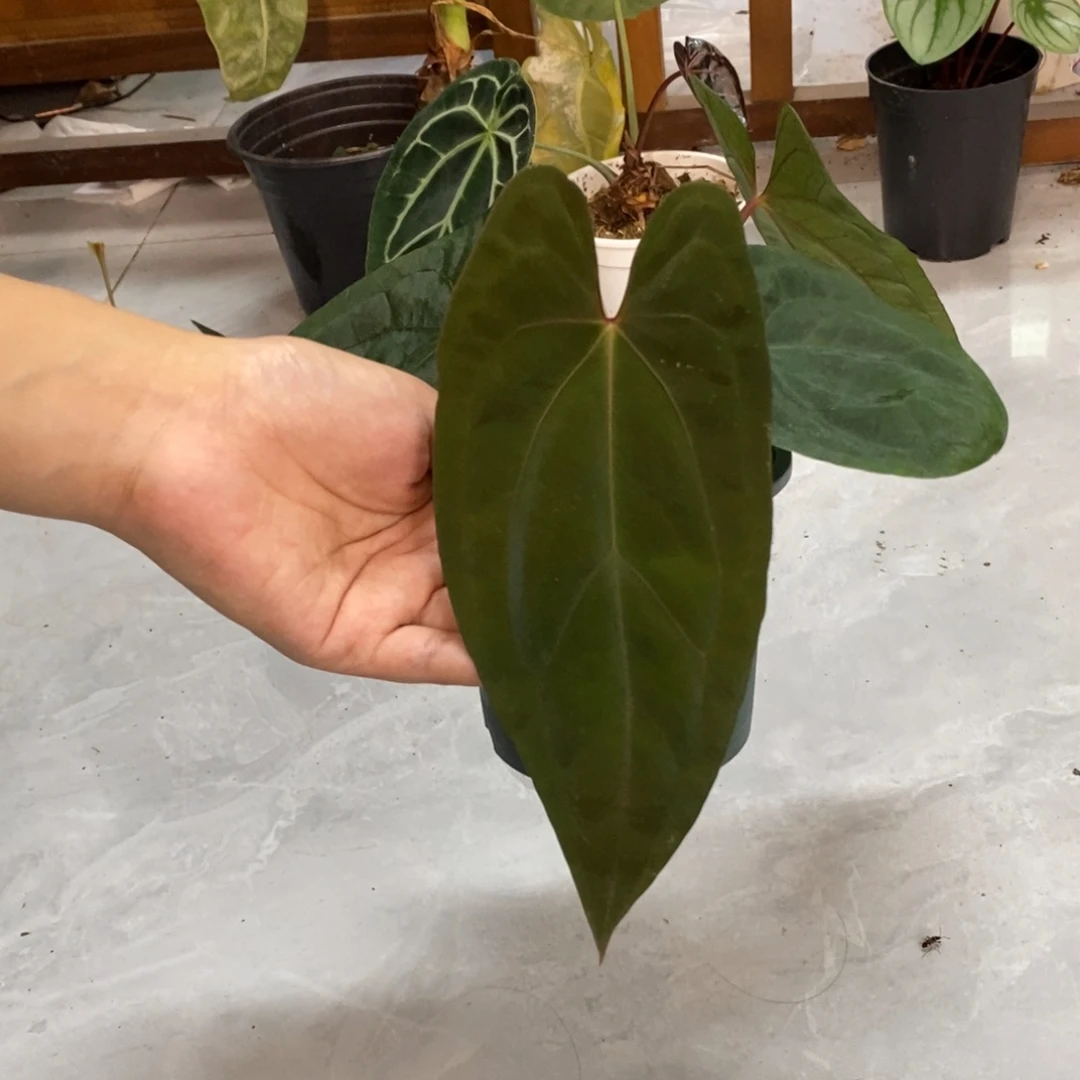不开花植物加通湖papi