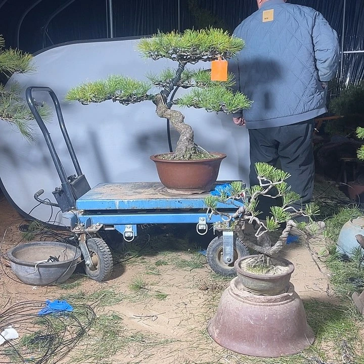 四*子精品黑松盆景