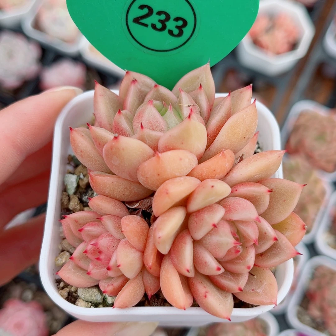 233号小老桩珍妮群