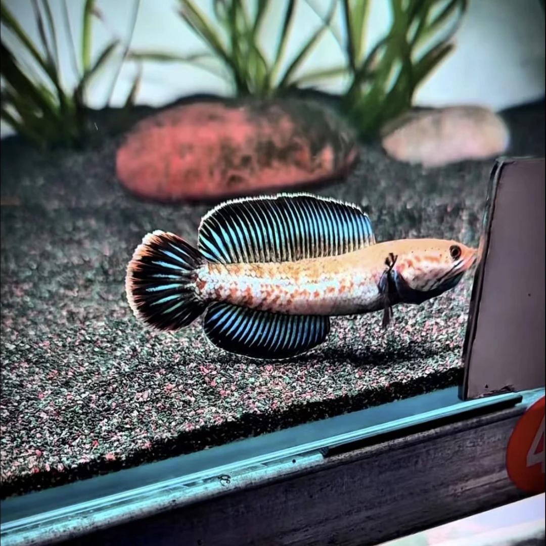 免洗底沙鱼缸遮光条雷龙专用