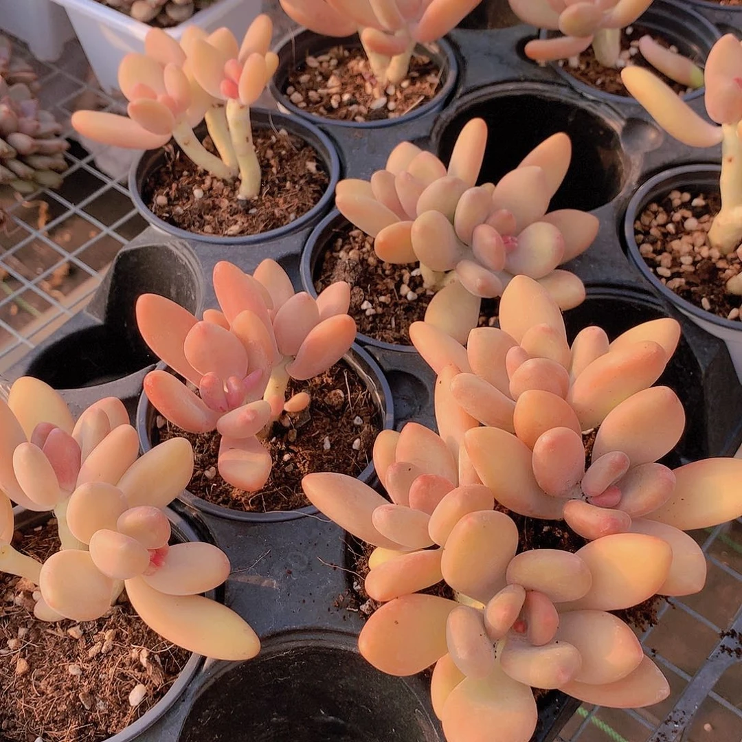 芒果奶捡漏24567888芒果奶