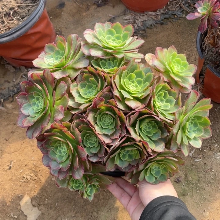 17奶白法师多肉断枝不包