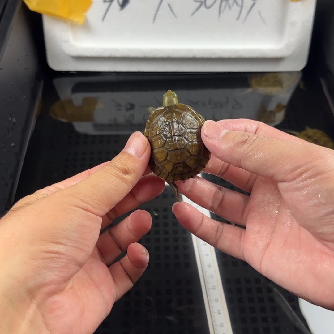 宠物龟不分公母小青