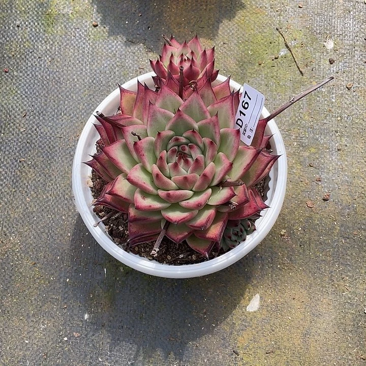 若如东云单拍D167