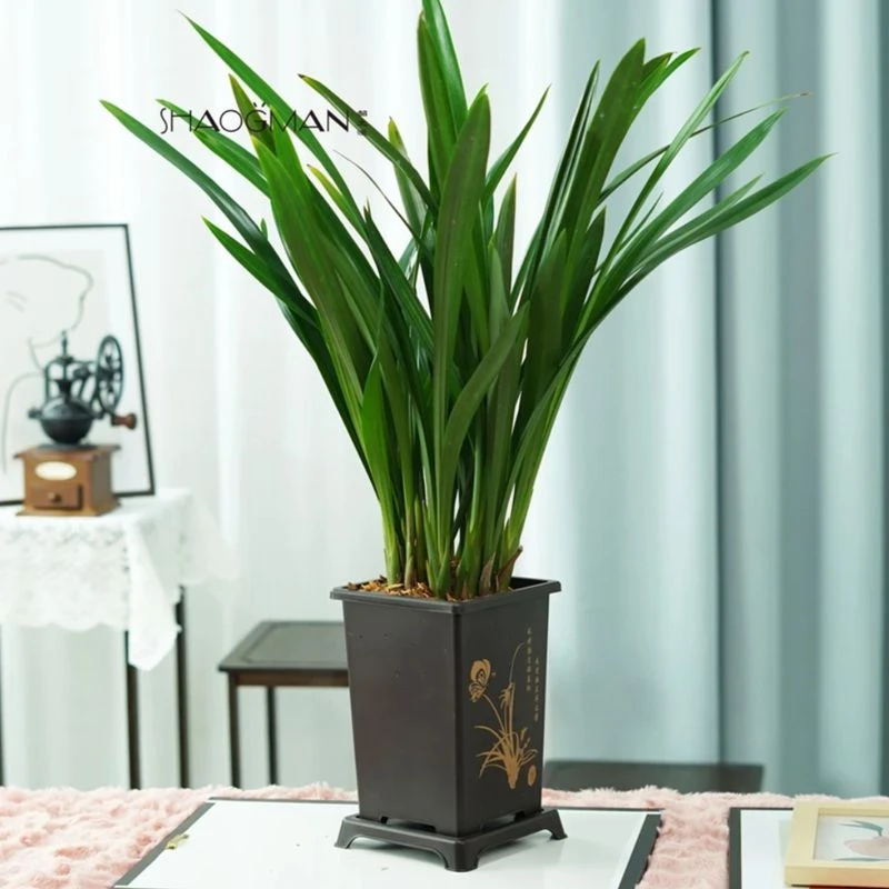 墨兰6-8苗  室内盆栽种植易成活好养开花植物