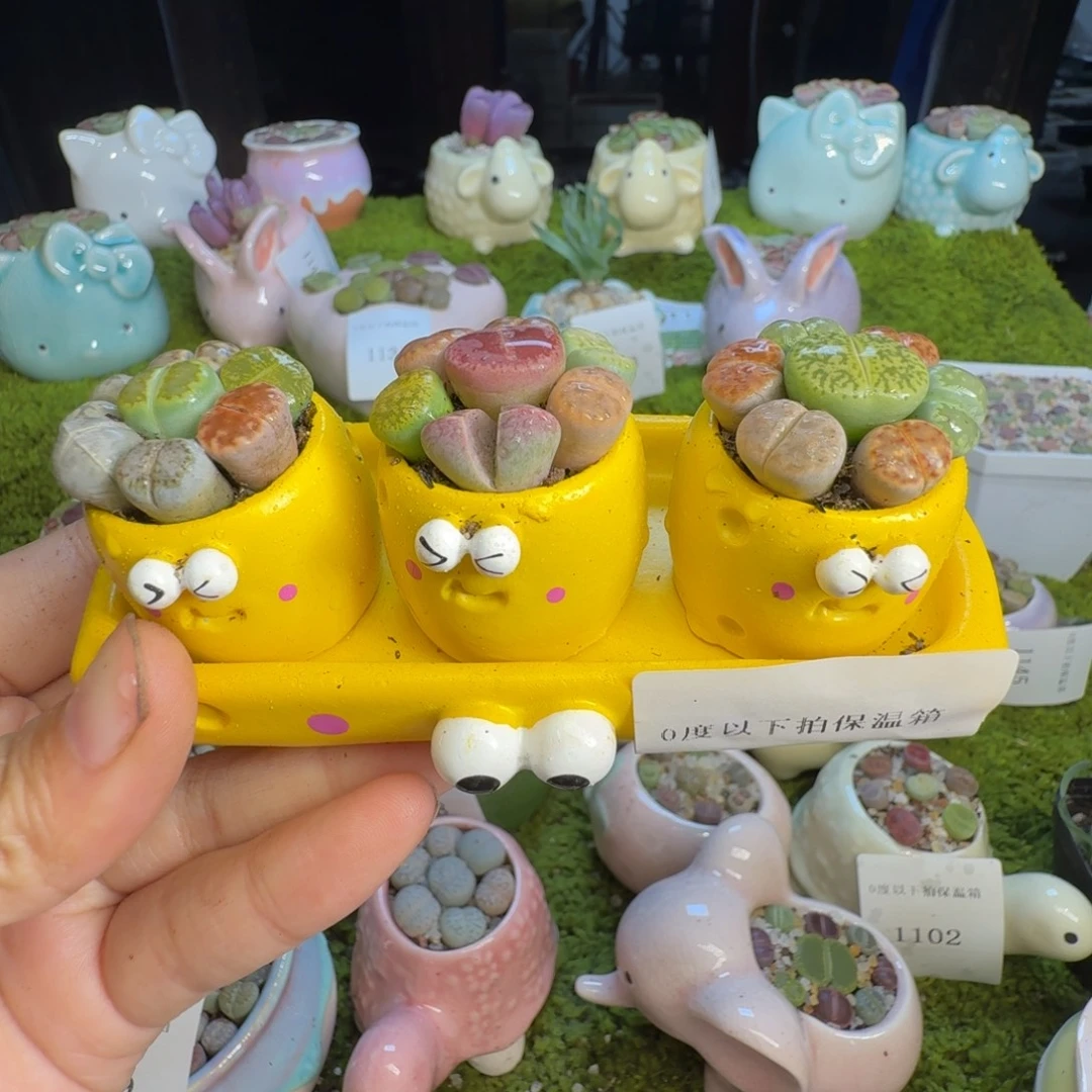 多肉植物开播福利冲1149