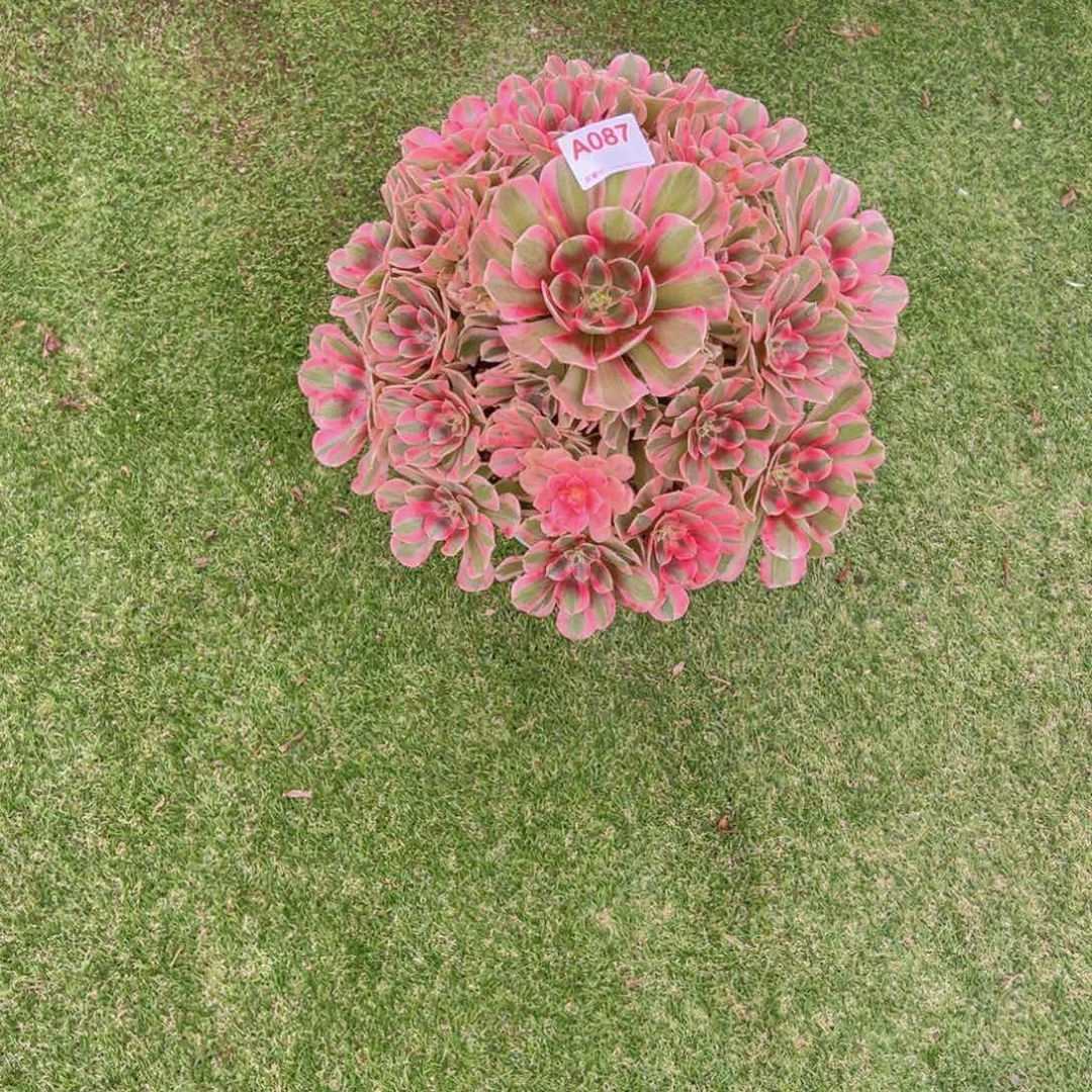 087，补差价多肉植物法师