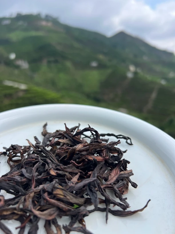 凤凰单丛蜜兰香二米