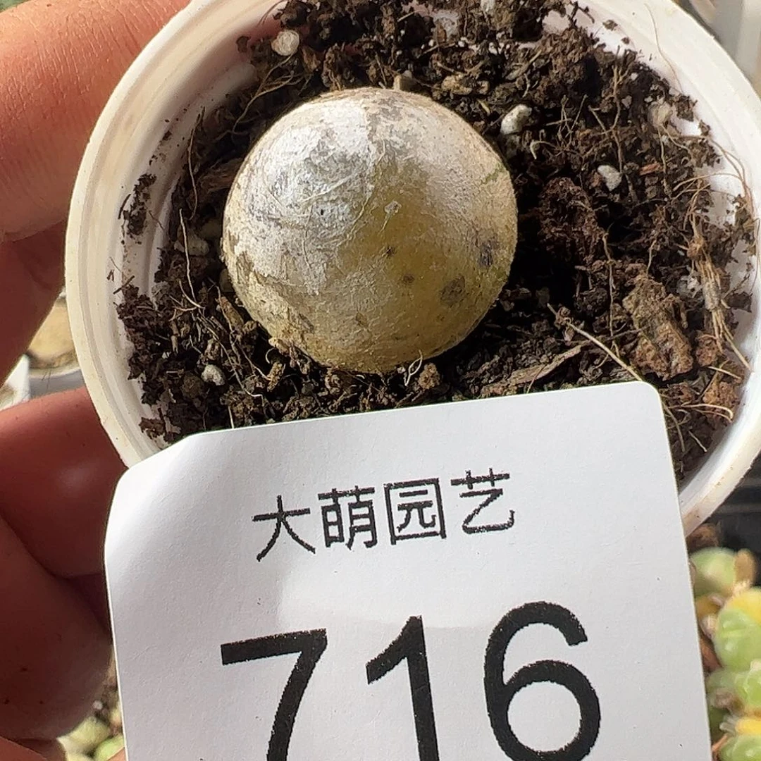 一物一拍脱土发。    716