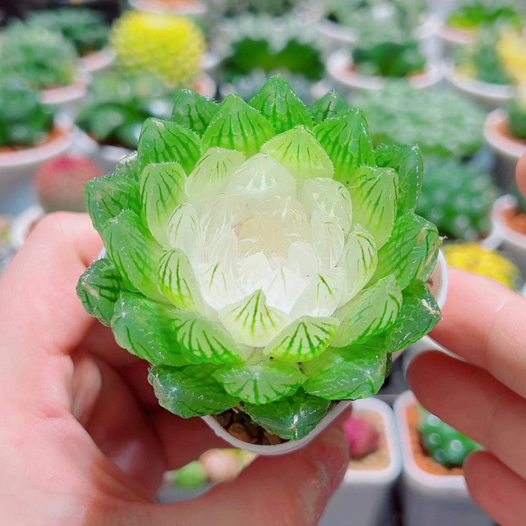 白莲花带白盆多肉多肉