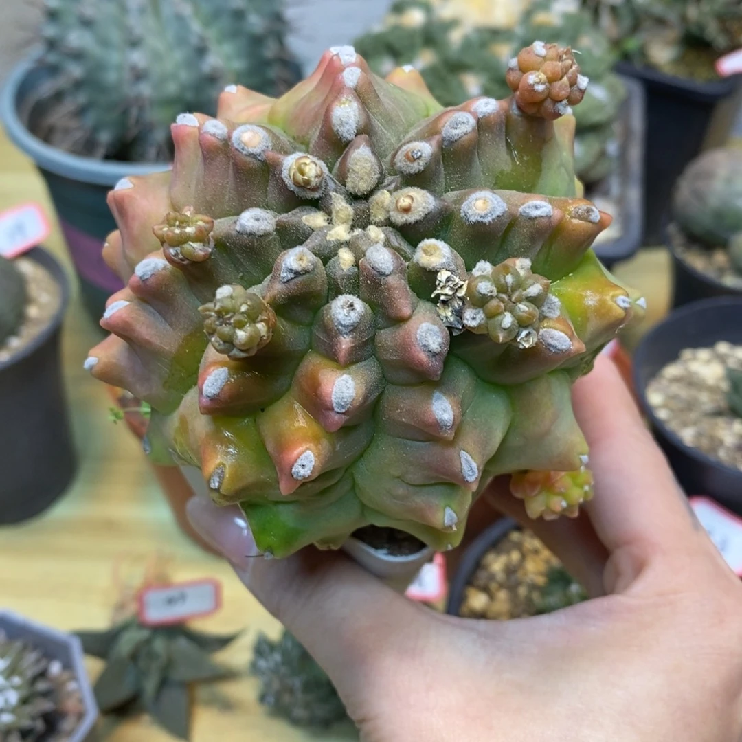 42号 自根泰系翠晃石整体 9公分带盆土