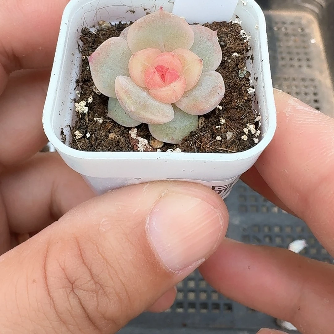 155号单头荔枝多肉