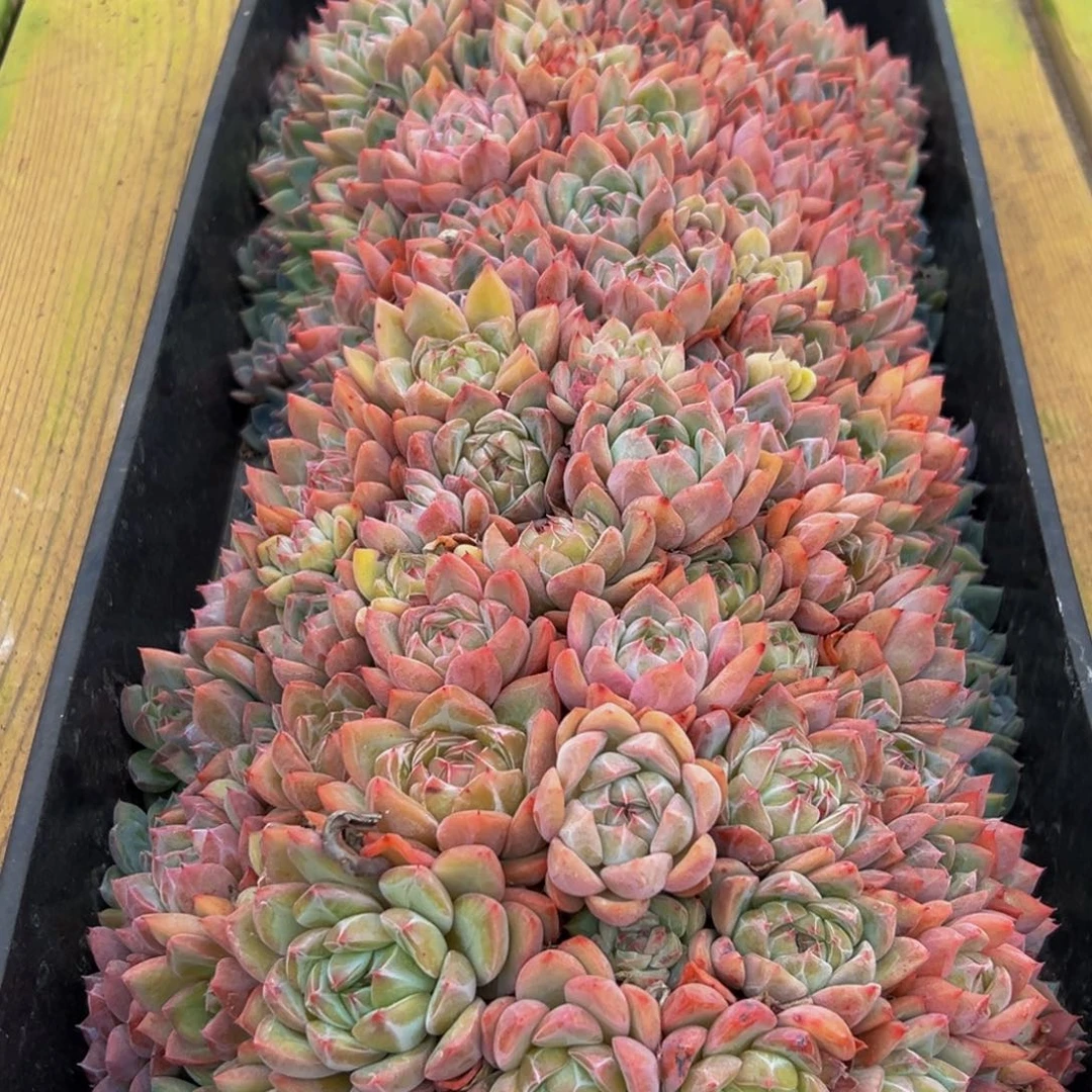 011多肉葡萄领导人物库资料