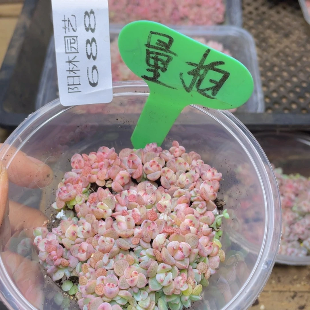 量拍多肉植物多肉植物688