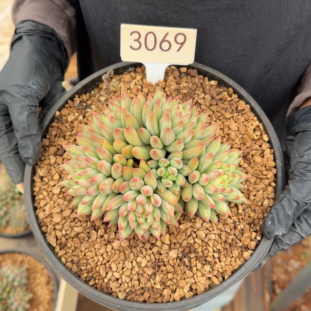 二代鱼。    3069号。