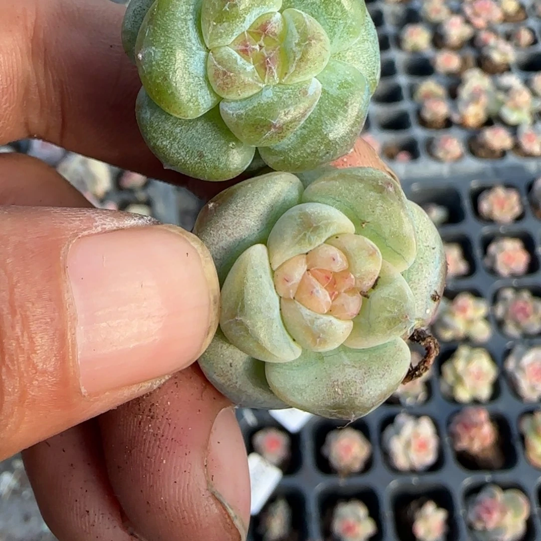 小卡拉米糖心一物一拍
