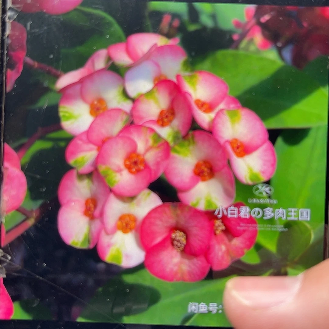 虎刺梅枝条-跳舞的朵莉