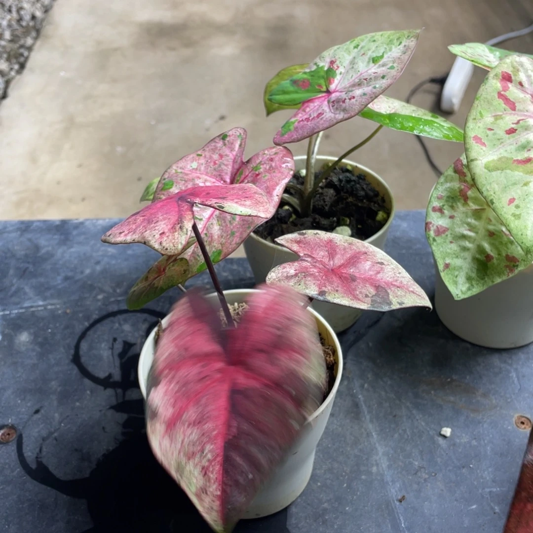 完全开放达摩养定发货