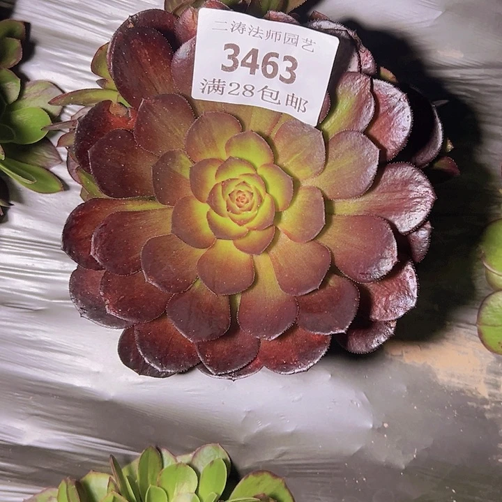 3463花月夜多肉植物2号