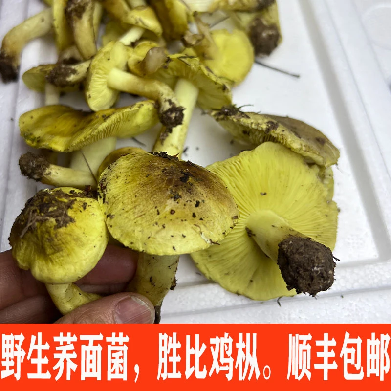 野生蘑菇黄绿口蘑新鲜荞面菌现采黄褐口蘑新鲜黄丝菌野生菌食用菌