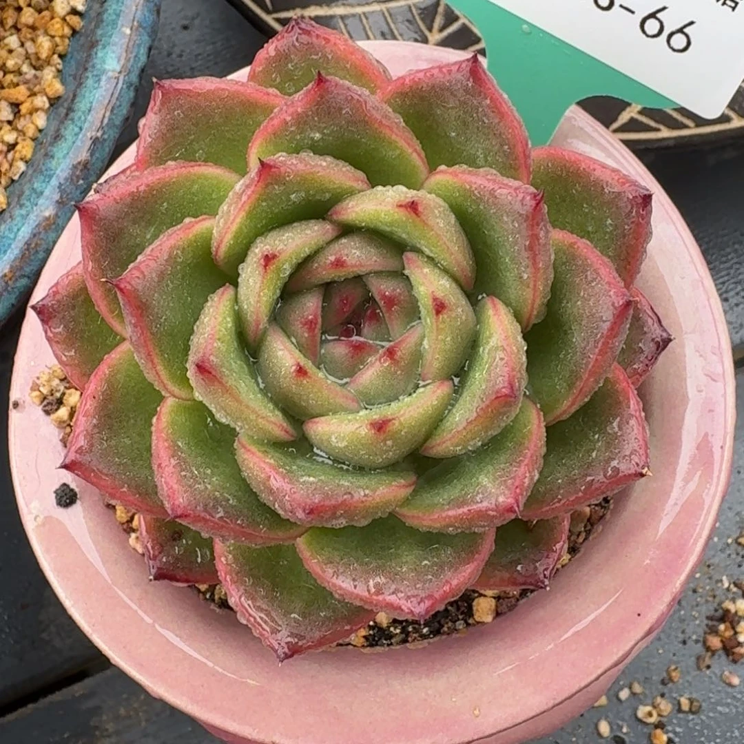 从前慢多肉精选编号1013.66