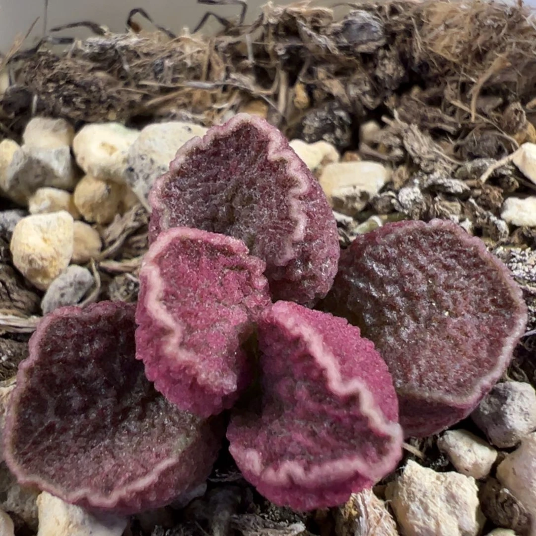 紫色系金色围边冰晶颗粒款实生新品