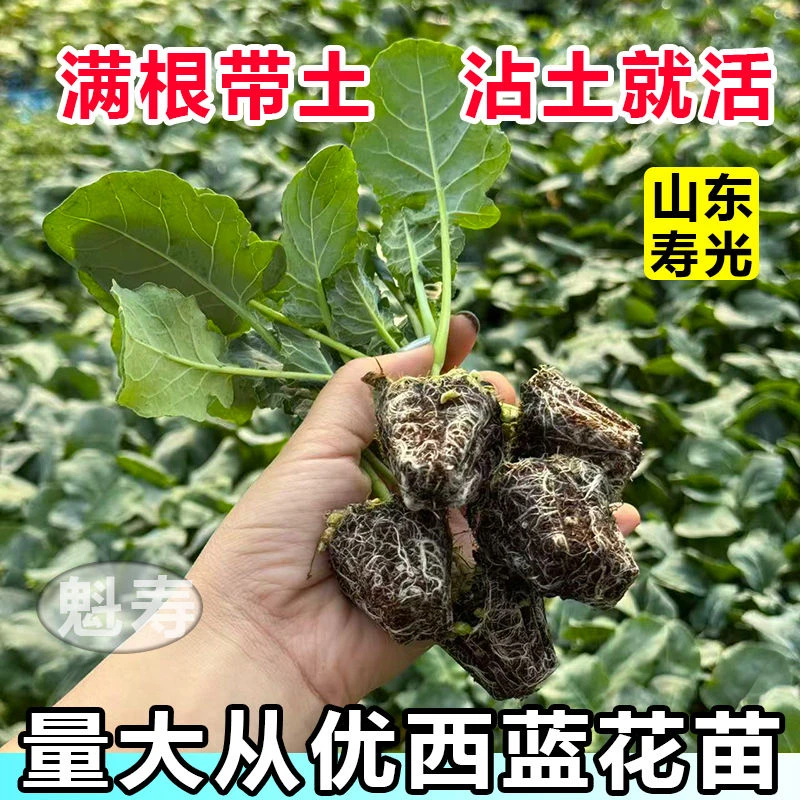 山东寿光西兰花苗秧苗秋冬西蓝花苗青花菜苗四季大面积种植带土发