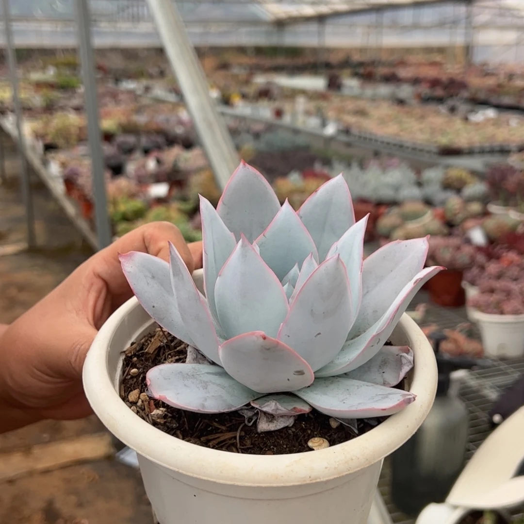 广寒宫大单头老桩