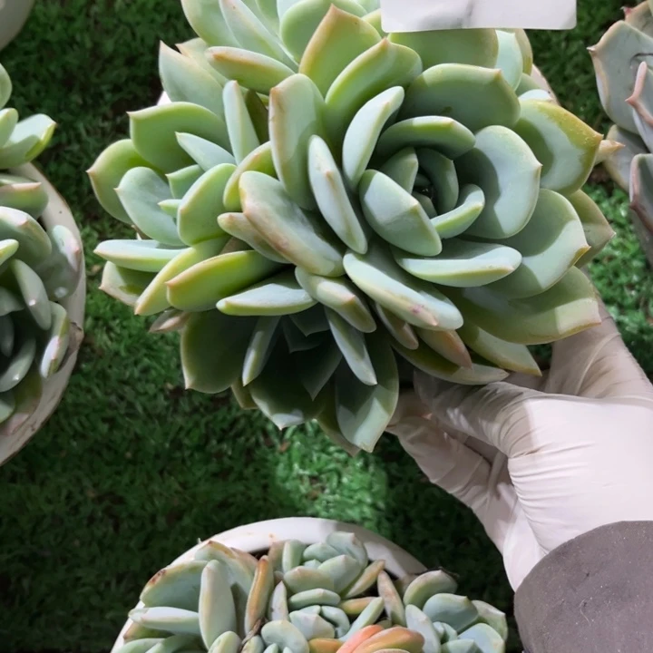 ?***鹿23-5凤橙多肉植物