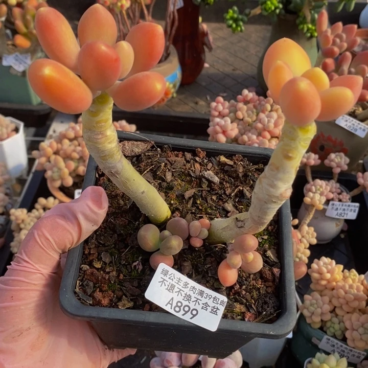 金蝉老桩899多肉植物