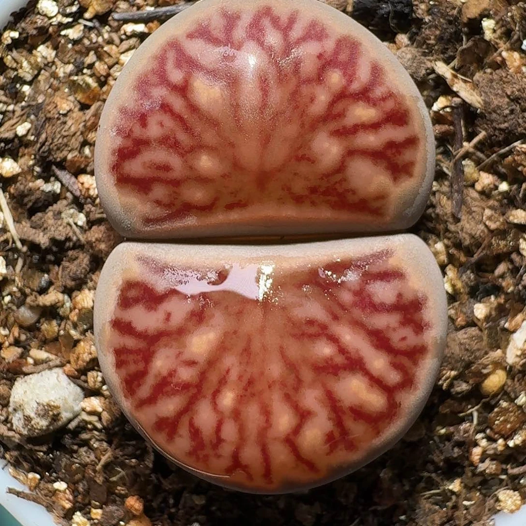 嘻***^生石花等11111111。   72