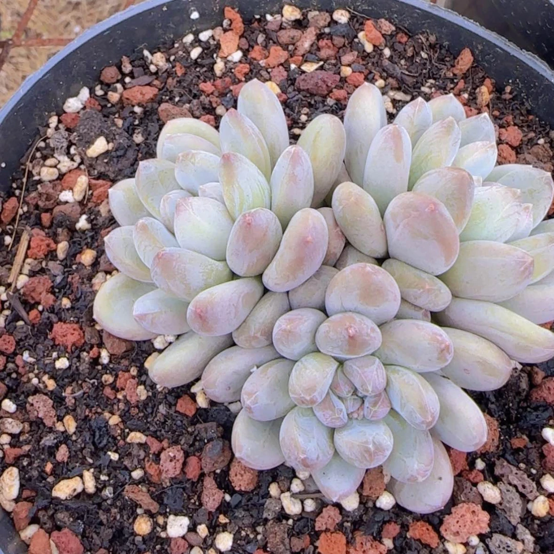 【闪购商品】咖啡豆多肉