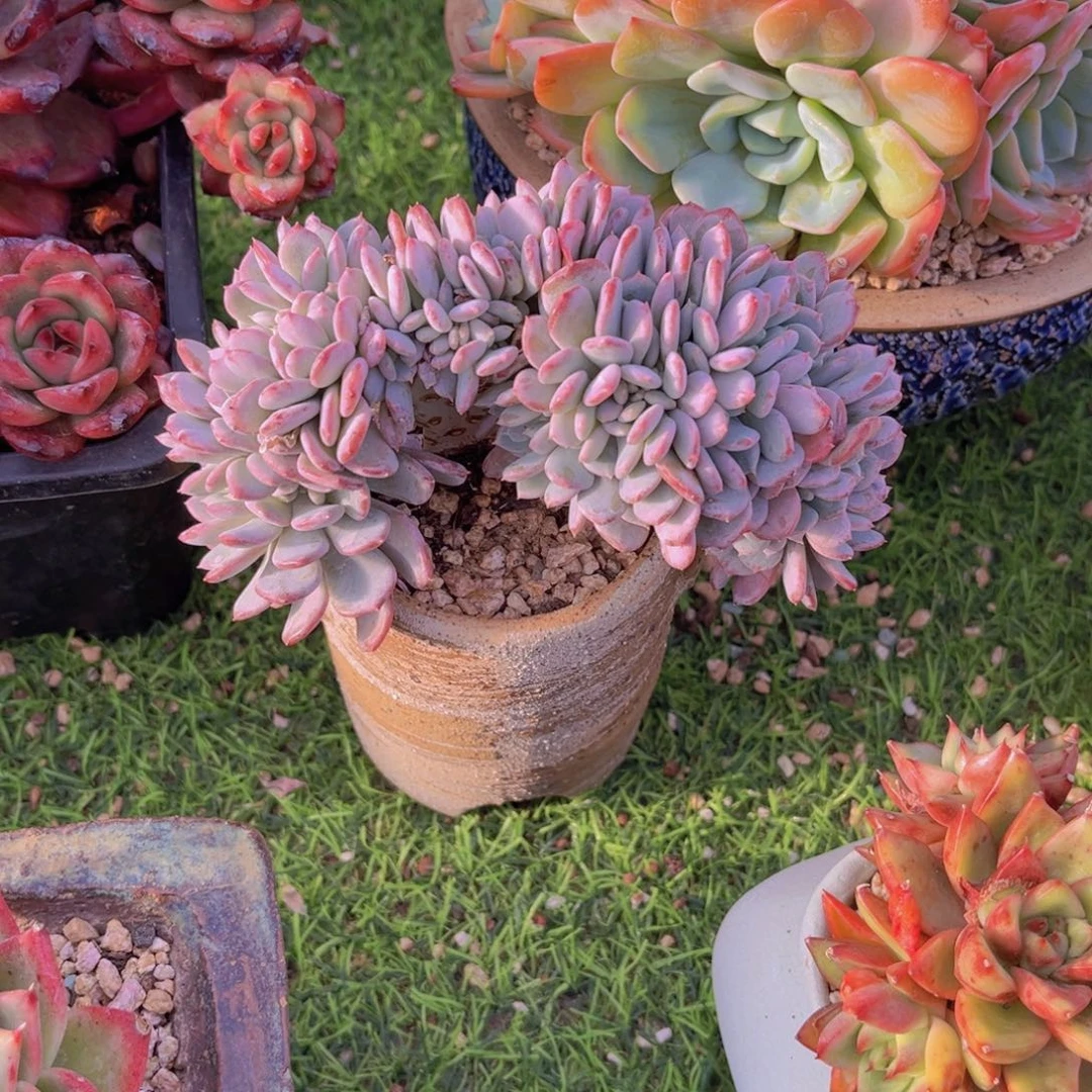 多肉植物多肉植物