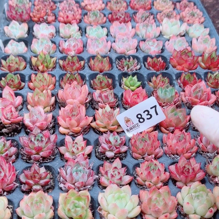 多肉植物多肉植物