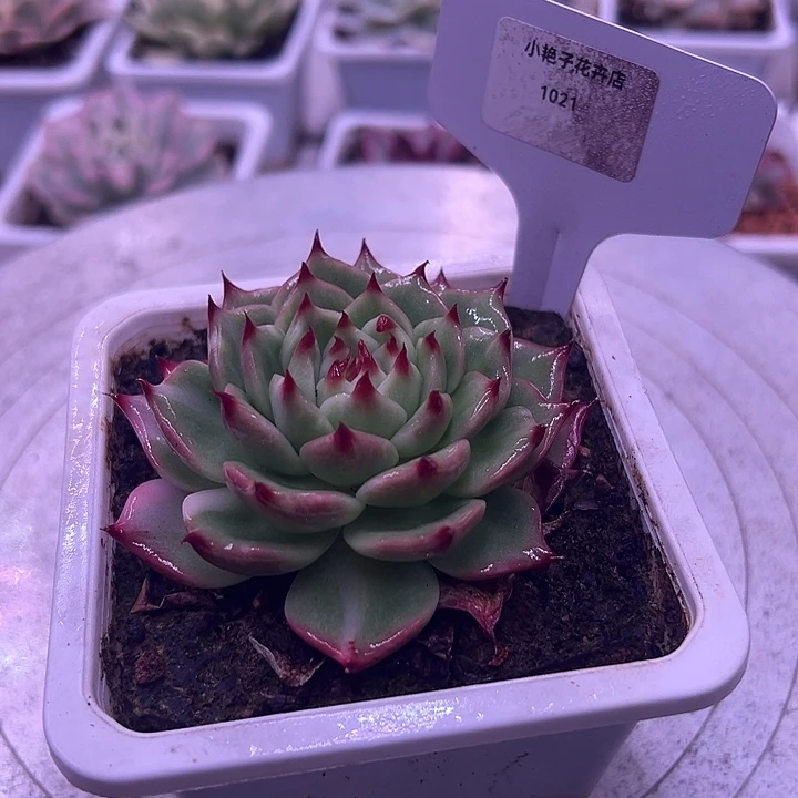 1021号吉娃娃锦多肉