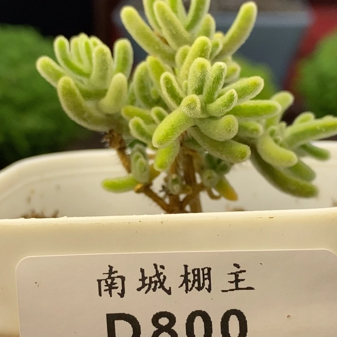 800橙叶枝干番杏