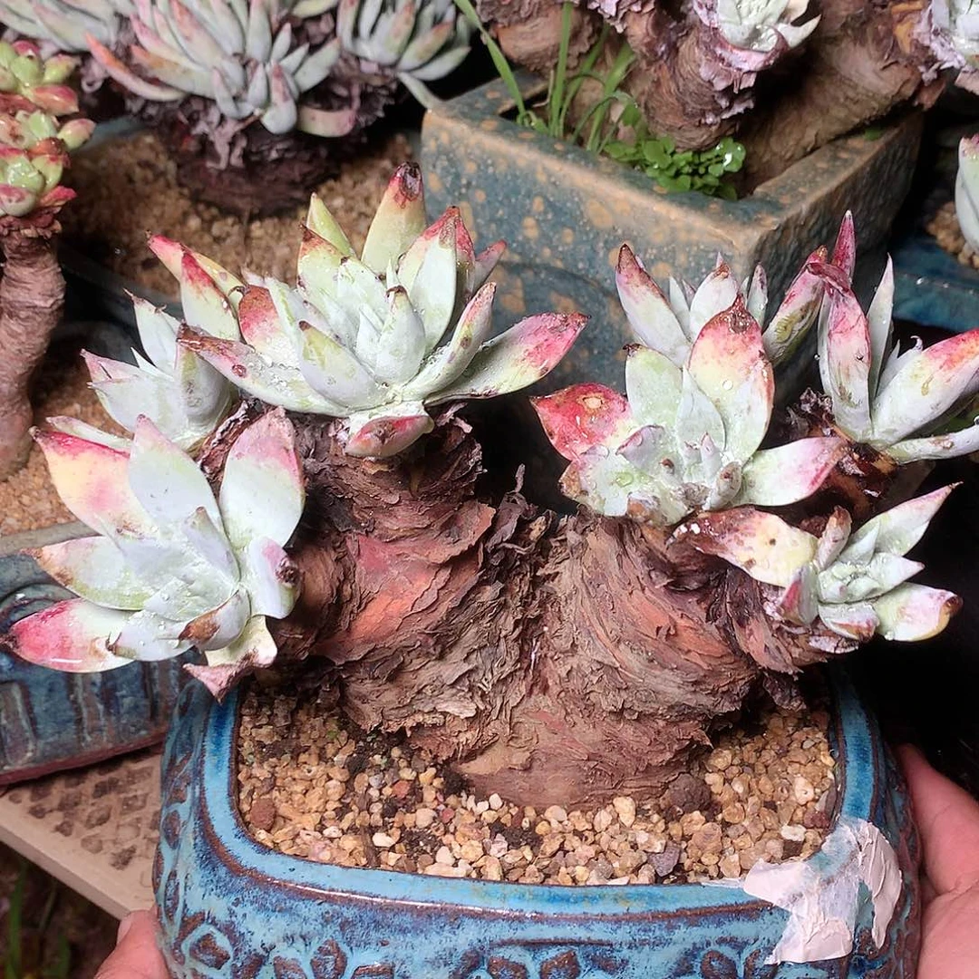 9349白衣圣徒仙女杯